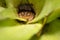Warty Madagascar Frog Mantidactylus ulcerosus hiding in a green plant, Madagascar