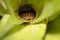 Warty Madagascar Frog Mantidactylus ulcerosus hiding in a green plant, Madagascar