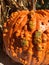 Warty Pumpkin