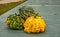 Warty Pumpkins and Gourds