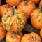 Warty pumpkins for unique jack-0-lanterns