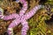 Warty Sea Star, Lembeh, North Sulawesi, Indonesia