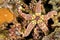 Warty Sea Star, Lembeh, North Sulawesi, Indonesia