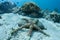 Warty Starfish on Seafloor