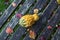 Warty-textured yellow and green gourd among autumn leaves