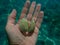 Warty venus shell or warty venus, clam (Venus verrucosa) on the hand of a diver, Aegean Sea, Greece, Thasos island