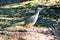 A wary Arizona Roadrunner bird inspects the viewer.