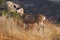 Wary Deer Rocky Peak Park California