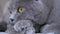 Wary Gaze of British Gray Cat with Brown Eyes. Close-up. 4K