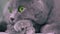 Wary Gaze of British Gray Cat with Green Eyes. Close-up. 4K