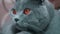 Wary Gaze of British Gray Cat with Red Eyes. Close-up. 4K