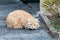 Wary Ginger Tabby Cat on the Sidewalk