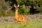 Wary roe deer buck sniffing on meadow full of wildflower in summer.