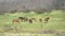 wary stallion in a brumby herd at kosciuszko np