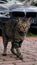 A wary stray cat in a carpark.