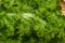 Wasabi Greens-Brassica juncea