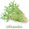 Wasabi Japanese horseradish illustration on white