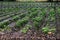 Wasabi Japanese horseradish plant at Wasabi Farm - Hotaka - Nagano, Japan