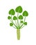 Wasabi plant  logo. Isolated wasabi root on white background