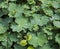 Wasabi plant (Wasabia japonica) Gold Heart