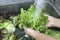 Wash green oak lettuce on the sink.