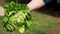 Wash lettuce under running water