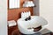 Wash sink for washing hair in beauty salon or Barber shop. Hairdresser stylist work space. Hairdressing bowl, hair washer