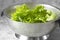 Washed lettuce, Lollo Biondo, in a stainless steel colander.