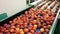 Washed ripe peaches running on conveyor belt of processing line in fruit packing plant. Automatic fruit sorting