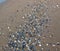 Washed shells on the beach, Eraclea Mare