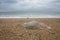 Washed up Barrell Jellyfish