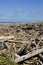 Washed Up driftwood on the Beach