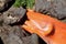 Washed up orange work glove on the basalt seawall