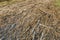 Washed up plants remains