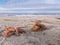 Washed up ropes, nets and wreckage in a dirty beach