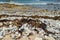 Washed up seaweeds on a beach