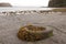 A washed up tyre covered in seaweed pollutes a scottish beach on the Isle of Skye.