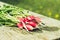 Washedup garden radish/washedup garden radish on an old wooden background