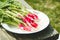 Washedup garden radish in a white bowl/washedup garden radish in a bowl on an old wooden background