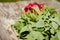 Washedup radish on wooden background/washedup radish on an old wooden background