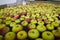 Washing apples in the fruit processing plant, close