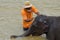 Washing a baby elephant at Pinnawala Elephant Orphanage, Sri Lanka