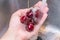 Washing cherries under running water in the hand of a woman