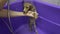 Washing Dog poodle puppy having a shampoo in the bathroom.