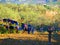 Washing drying in olive grove