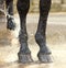 Washing of feet and hooves horse closeup