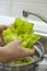 Washing fresh green salad