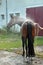 Washing horse