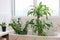 Washing indoor plants