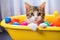 Washing a Kitten, a Wet Cat in Bubble Bath, Foam, Bathing a Cat, Shower, Pet Care Concept, Kitty Hygiene